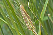 Hordeum vulgare in a garden