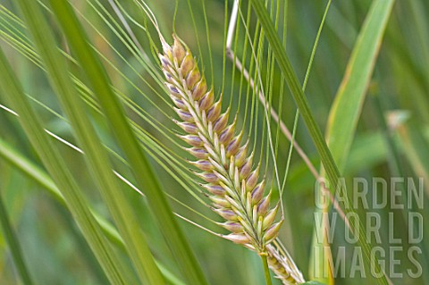 Hordeum_vulgare_in_a_garden