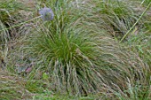 Carex testacea in a garden