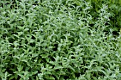 Mentha (mint) leaves & flowers in a garden