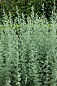 Artemisia absinthium in a garden