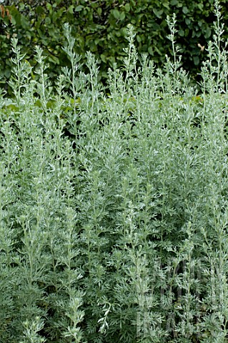 Artemisia_absinthium_in_a_garden