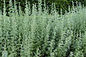 Artemisia absinthium in a garden
