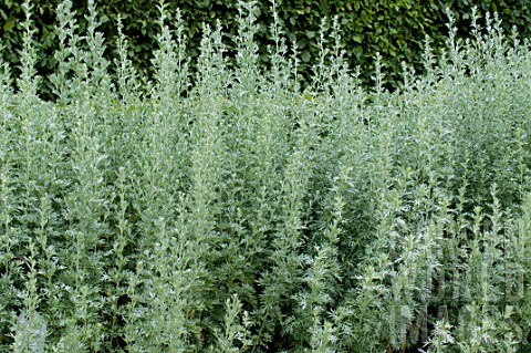 Artemisia_absinthium_in_a_garden