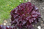 Lettuce Merlot in a garden