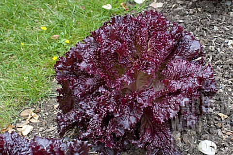 Lettuce_Merlot_in_a_garden
