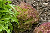 Lettuce Lollo Rossa in a garden