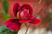 Rosa in bloom in a garden