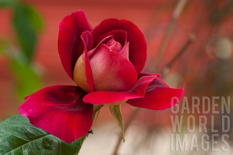 Rosa_in_bloom_in_a_garden