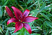 Lilium Black Out in bloom in a garden