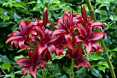 Lilium Black Out in bloom in a garden