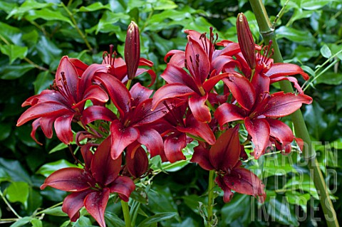 Lilium_Black_Out_in_bloom_in_a_garden
