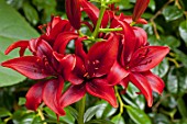 Lilium Black Out in bloom in a garden