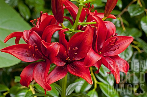 Lilium_Black_Out_in_bloom_in_a_garden
