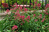 Valeriana rubra in bloom in a garden