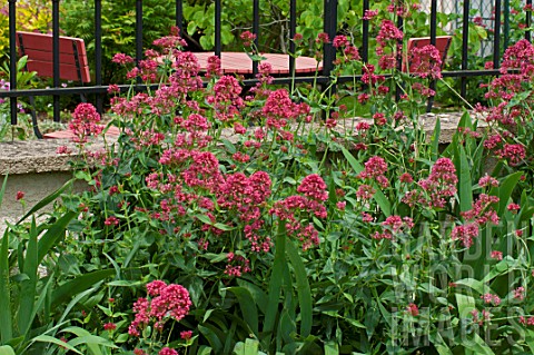 Valeriana_rubra_in_bloom_in_a_garden