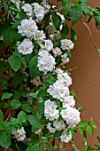 Philadelphus in bloom in a garden