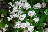 Philadelphus in bloom in a garden