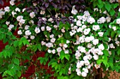 Philadelphus in bloom in a garden