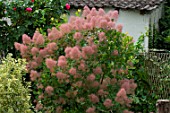 Cotinus in bloom in a garden