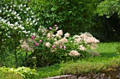 Astilbe Washington in bloom in a garden