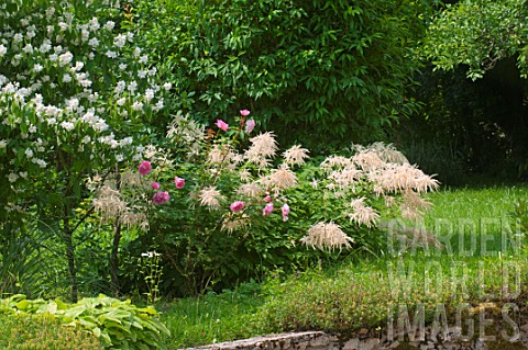 Astilbe_Washington_in_bloom_in_a_garden