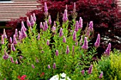 Astilbe in bloom in a garden