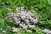 Abeliophyllum distichum in bloom in a garden