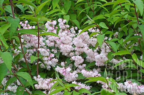 Abeliophyllum_distichum_in_bloom_in_a_garden