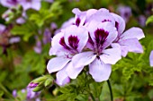 Pelargonium Lemon Fancy in bloom in a garden