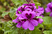 Pelargonium in bloom in a garden