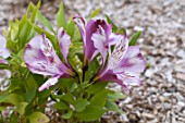 Alstroemeria Ducs dAnjou Francois in bloom in a garden