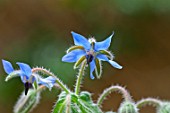 Borago officinalis (Common borage) in bloom in a garden