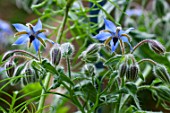 Borago officinalis (Common borage) in bloom in a garden