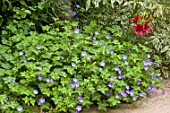 Geranium Rozanne in bloom in a garden