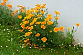 Eschscholzia californica in bloom in a garden