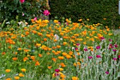 Eschscholzia californica in bloom in a garden