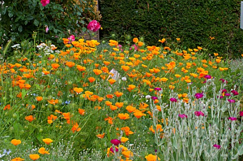 Eschscholzia_californica_in_bloom_in_a_garden