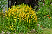 Lysimachia punctata in bloom in a garden