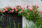 Rosa Bantry Bay in bloom in a garden