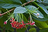 Quisqualis indica (Rangoon creeper) in bloom in a garden