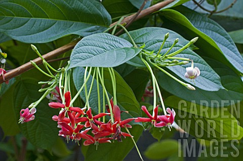 Quisqualis_indica_Rangoon_creeper_in_bloom_in_a_garden