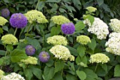 Hydrangea Annabelle and Allium in bloom in a garden