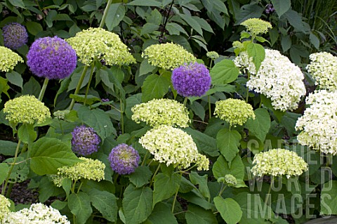 Hydrangea_Annabelle_and_Allium_in_bloom_in_a_garden