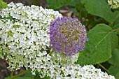 Hydrangea Annabelle and Allium in bloom in a garden