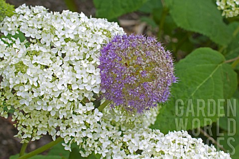 Hydrangea_Annabelle_and_Allium_in_bloom_in_a_garden
