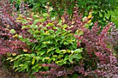 Beech and smokebush in a garden