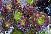 Sempervivum arboreum Nigrum