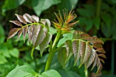 Young leaves in a garden