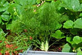 Dill Tauro in a squarefoot kitchen garden